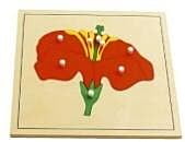 Botany Puzzle Flower